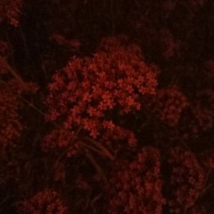 中国帅小伙操母兽
